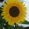 DSCF0009