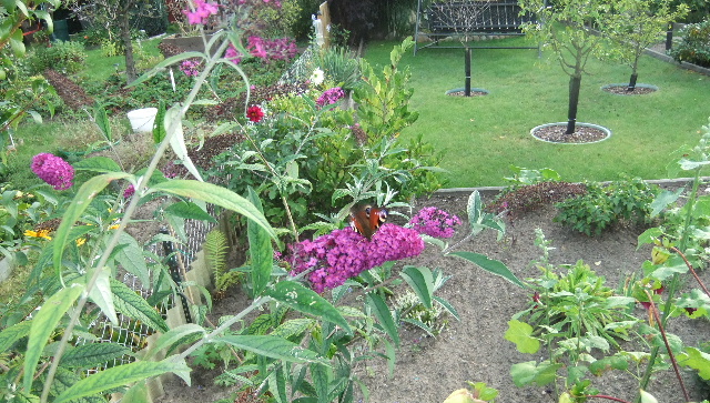 DSCF0004