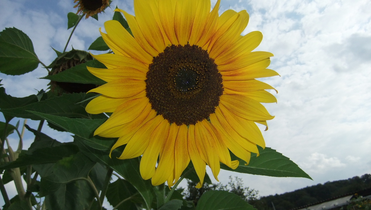 DSCF0009